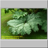 16570 Skarpeskadevaj Bornholm 2010.JPG